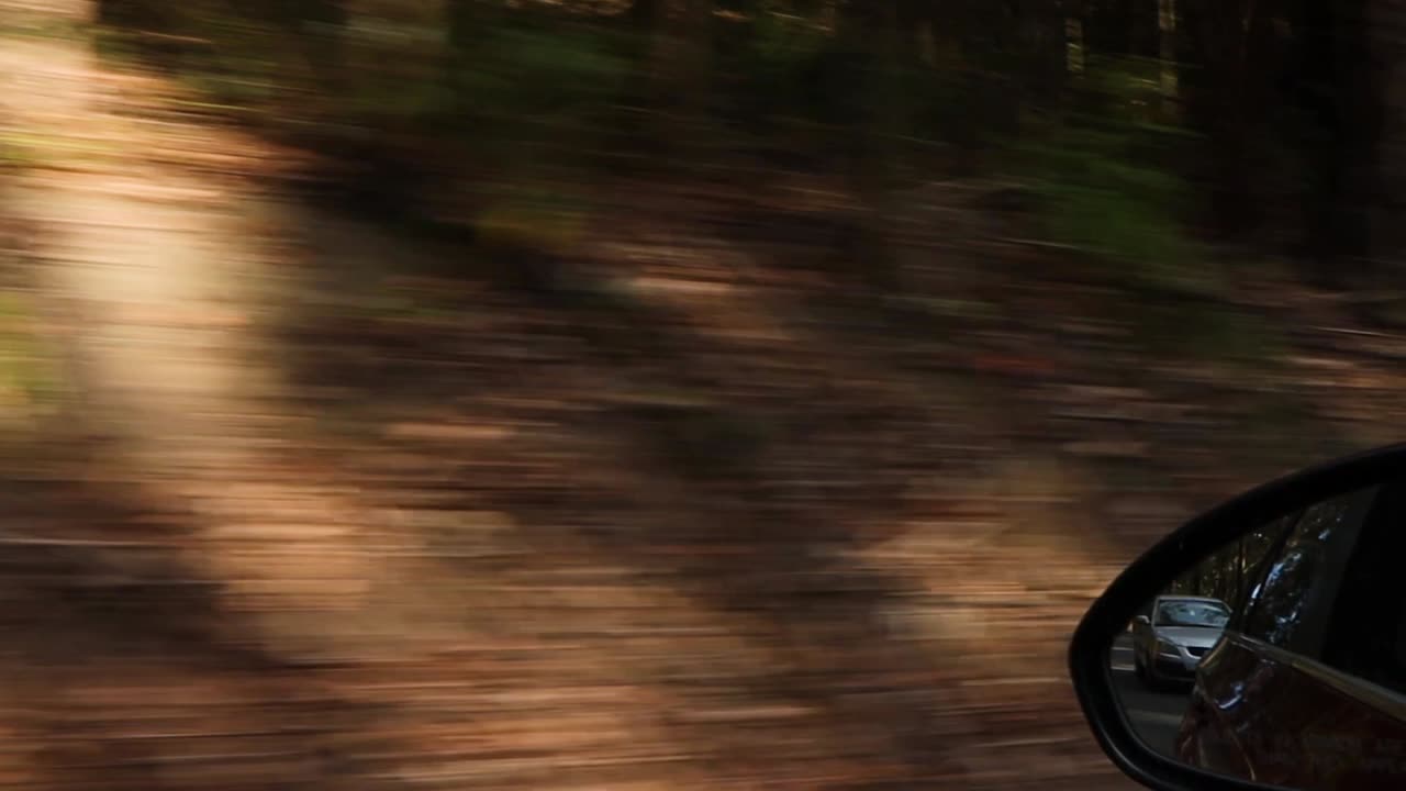 Guida veloce attraverso la foresta dalla prospettiva ravvicinata dell'auto
