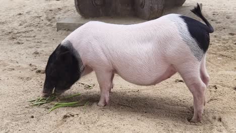 pink and black pig eating grass