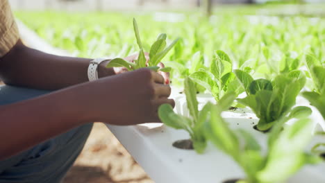 person tending to lettuce plants in a greenhouse