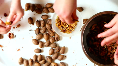 Adult and child caucasian hands shelling pecan nuts, top down closeup