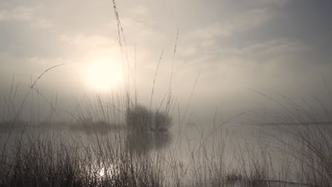 misty sunrise over a marsh