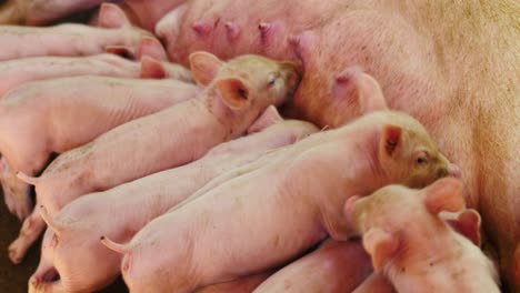 close up of piglets being feed by their mother on a farm