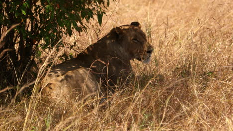 Young-Lioness-laying-under-the-bush,-resting-and-sleepy---Closeup