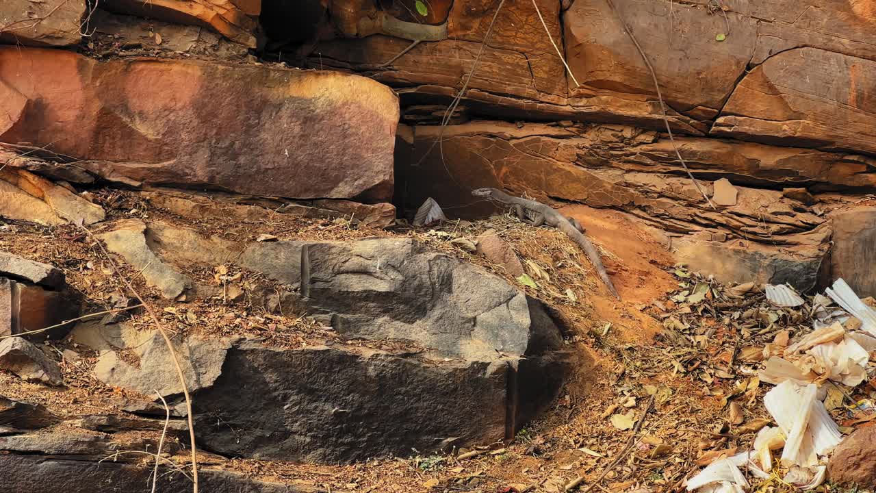 Inquadratura statica di un'agama delle rocce peninsulare che riposa su un terreno roccioso stratificato, mimetizzandosi con le texture naturali della pietra e il terreno arido in un habitat esterno impervio.