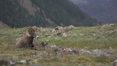 ovejas de cuernos grandes acostadas en la cima de la montaña