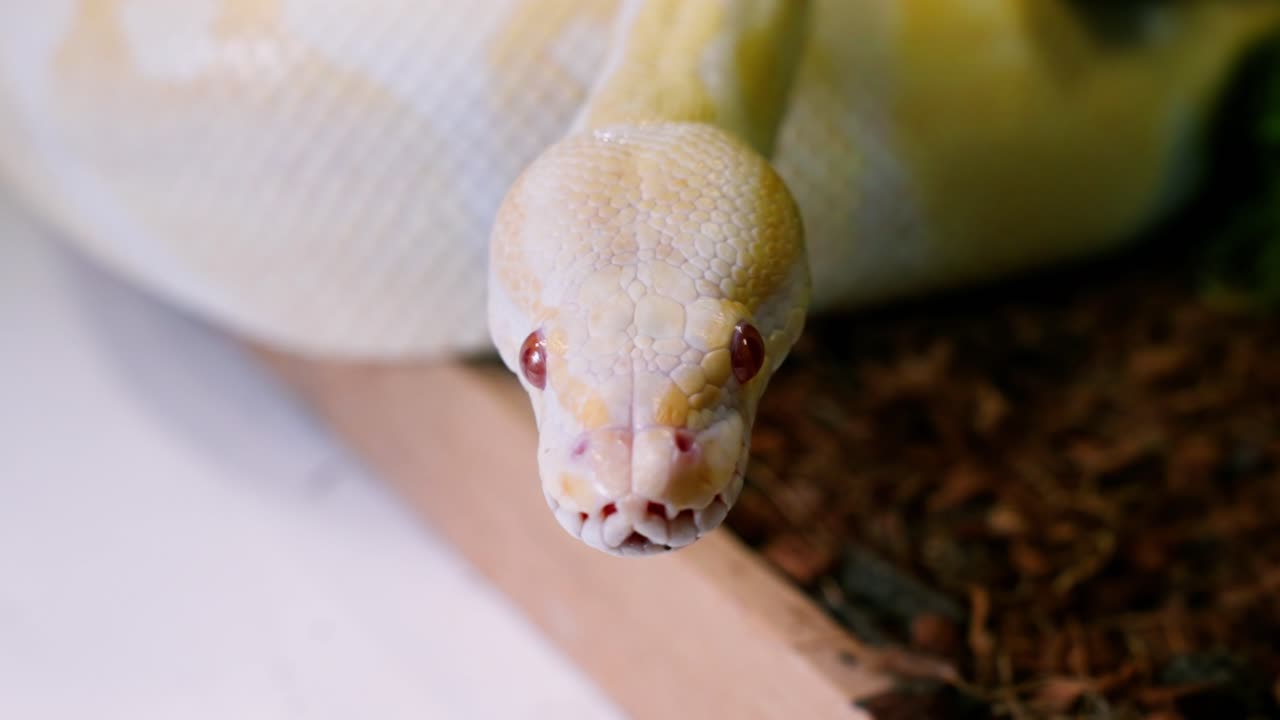 Close-up of an albino snake in slow motion with focus on its head and red eyes