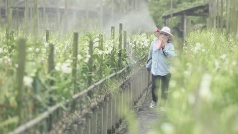 farmer spraying fertilizer to the orchid in the farm