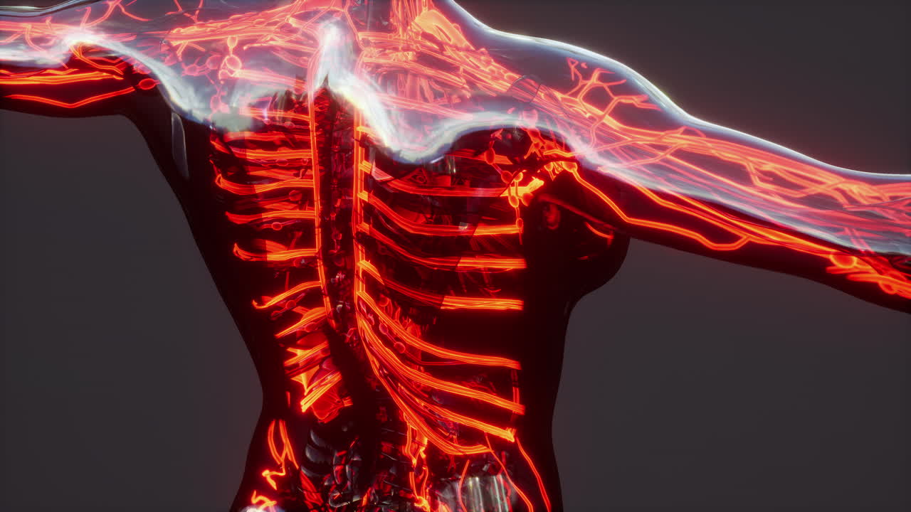 인간의 순환계에 대한 의학적으로 정확한 증명