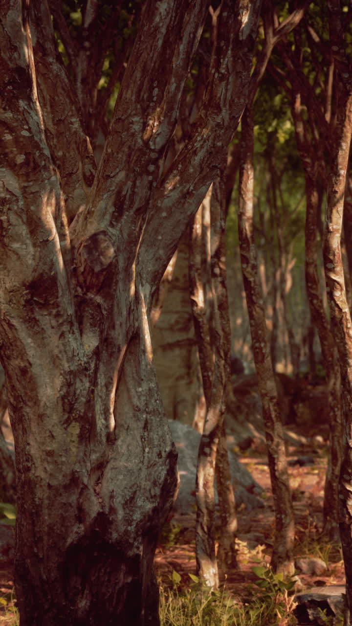 un bosque de árboles con troncos gruesos y hojas verdes exuberantes