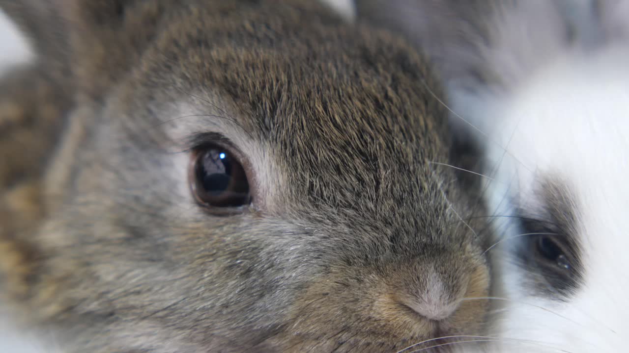 Close-up of a Cute Rabbit's Eye