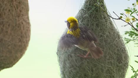 Pájaro-Macho-Tejedor-De-Baya-Con-Nido-Colgado-En-El-árbol