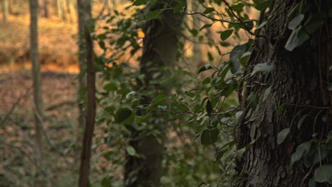 Bosque-épico,-árboles,-Ramas,-Hojas,-Raíces,-Sol,-Nubes