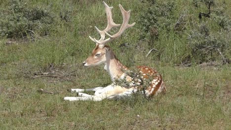 young-reindeer-chilling-in-the-sun