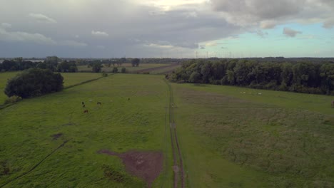 Caballos-Pasto-Campo-Brandeburgo