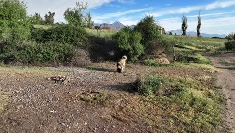 Beautiful-white,-brown-and-black-adult-Akita-dog-breed-in-scenic-rural-countryside