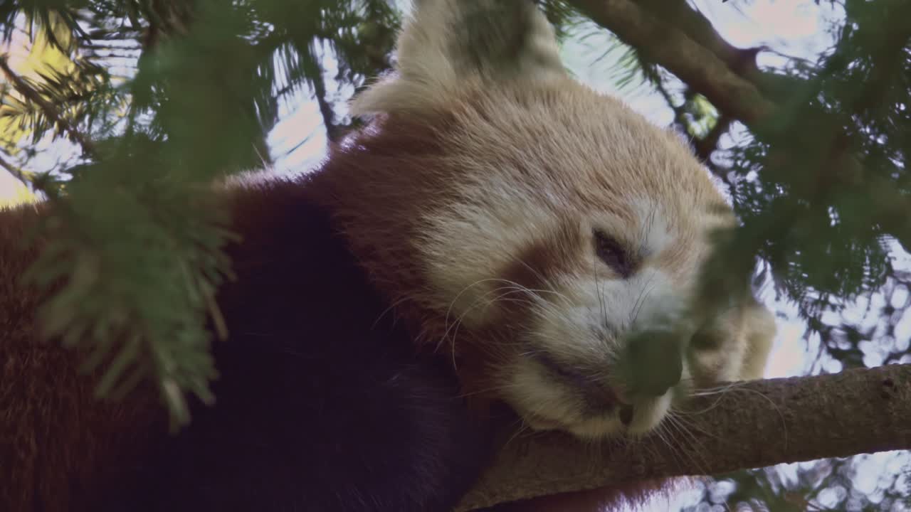 panda rojo descansa sobre un árbol