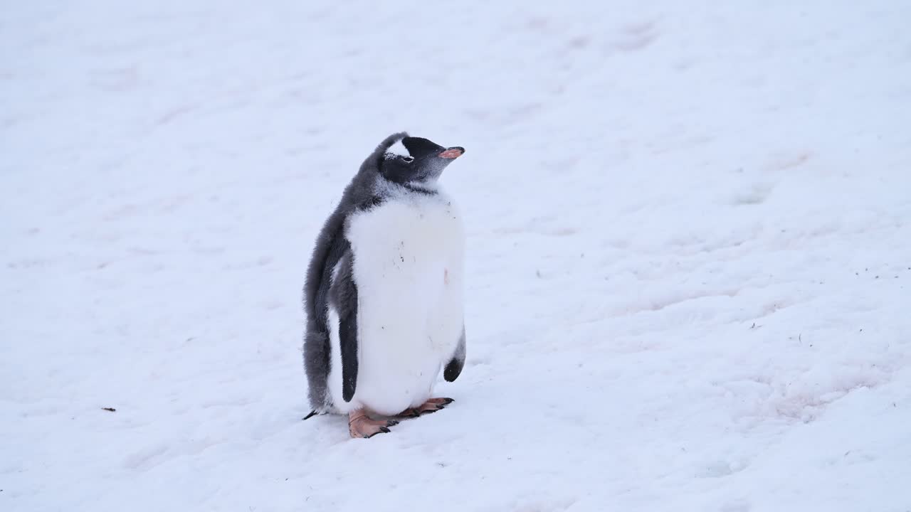 lindos pingüinos bebés jóvenes, pollito de pingüino gentoo en la nieve en la antártida vida silvestre y vacaciones de animales en la península antártica, retrato en primer plano de bebés de pingüinos en el invierno