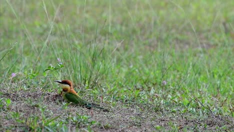 El-Abejaruco-De-Cabeza-Castaña-Excava-Un-Nido-En-Un-Alto-Montículo-De-Hierba-En-Un-Lugar-Específico-Donde-Abundan-Las-Abejas-Y-Otros-Insectos