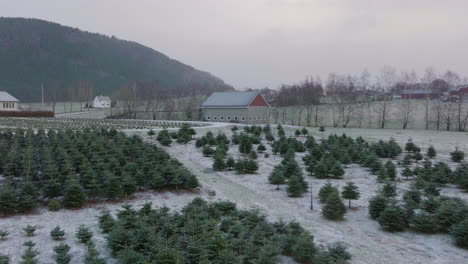 aerial winter drone shot while snowing above tree nursery of christmas tree plantation in norway