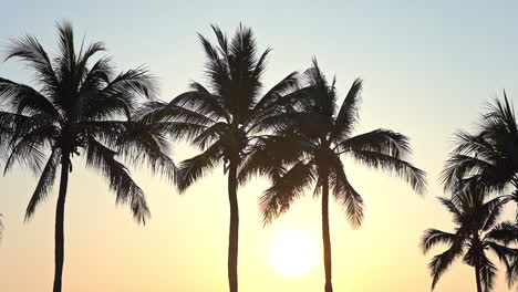 beautiful sun between palms