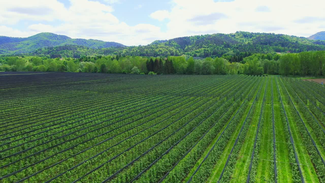 Luftfoto over en vingård. Vakker dal og cumulusskyer i bakgrunnen