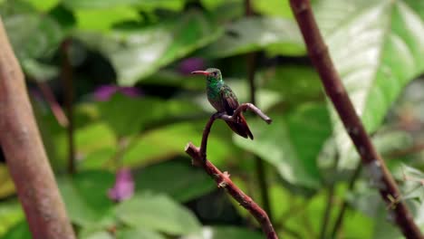 Un-Pequeño-Colibrí-Iridiscente-Se-Posa-En-Una-Rama-De-Un-Bosque-En-Ecuador,-Sudamérica,-Mientras-La-Luz-Resalta-Los-Colores-De-Sus-Plumas.