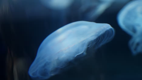 medusas en un acuario