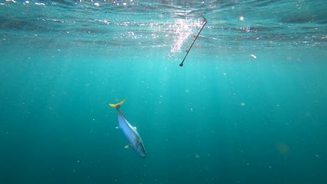 Caña-De-Pescar-Tirada-Bajo-El-Agua-Azul-Profunda-Del-Océano-Mientras-Los-Peces-De-Cola-Amarilla-Luchan-Por-Escapar