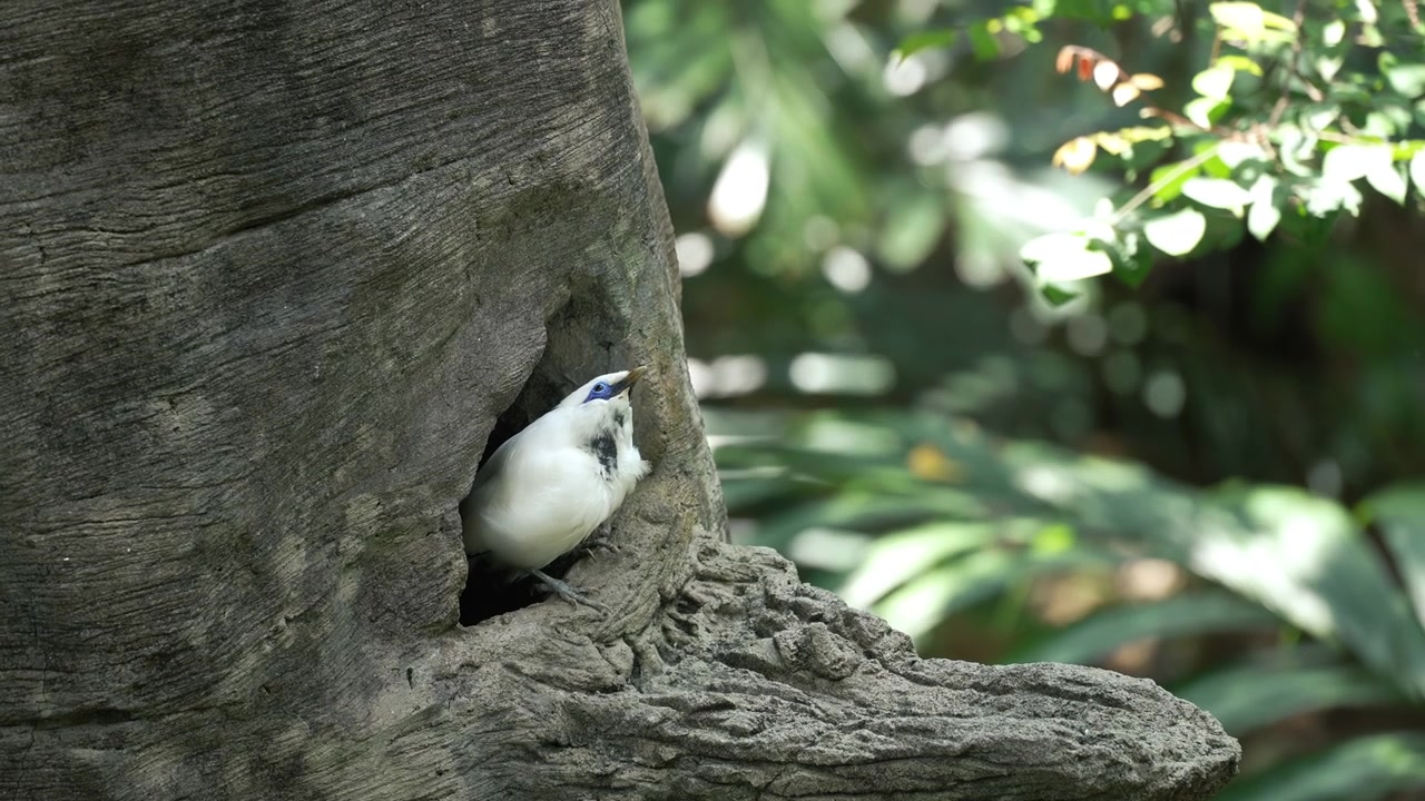 Leucopsar rothschildi bird perched right outside its nesting hole in a textured tree trunk.