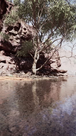 árbol creciendo en el medio de un río desierto