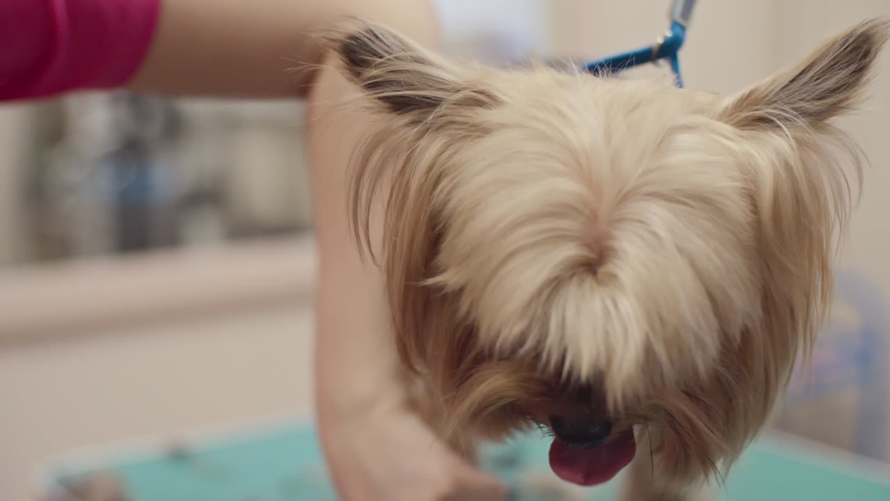 요크 도기 의 마무리 장식자