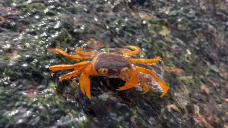 Krabbe-Auf-Dem-Felsen-Im-Süßwasser,-Kleine-Krabbe-Unter-Wasser