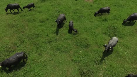 WATER-BUFFALOS,-FLIGHT-OVER-HABITAT