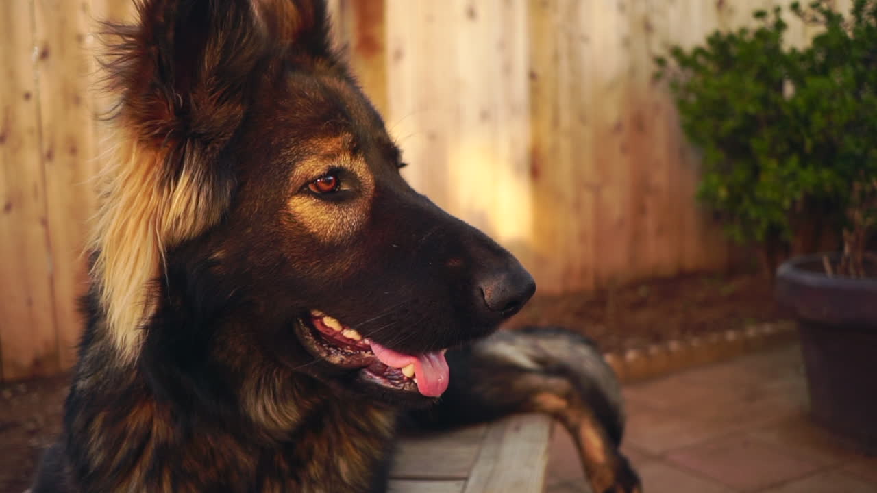 un hermoso pastor alemán esperando un regalo de su amigo humano