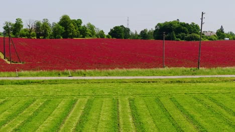 striking red crimson clover field contrasts sharply with lush green farmlands