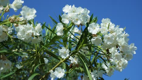 flowering branches of white oleander nerium tree under the blue sky