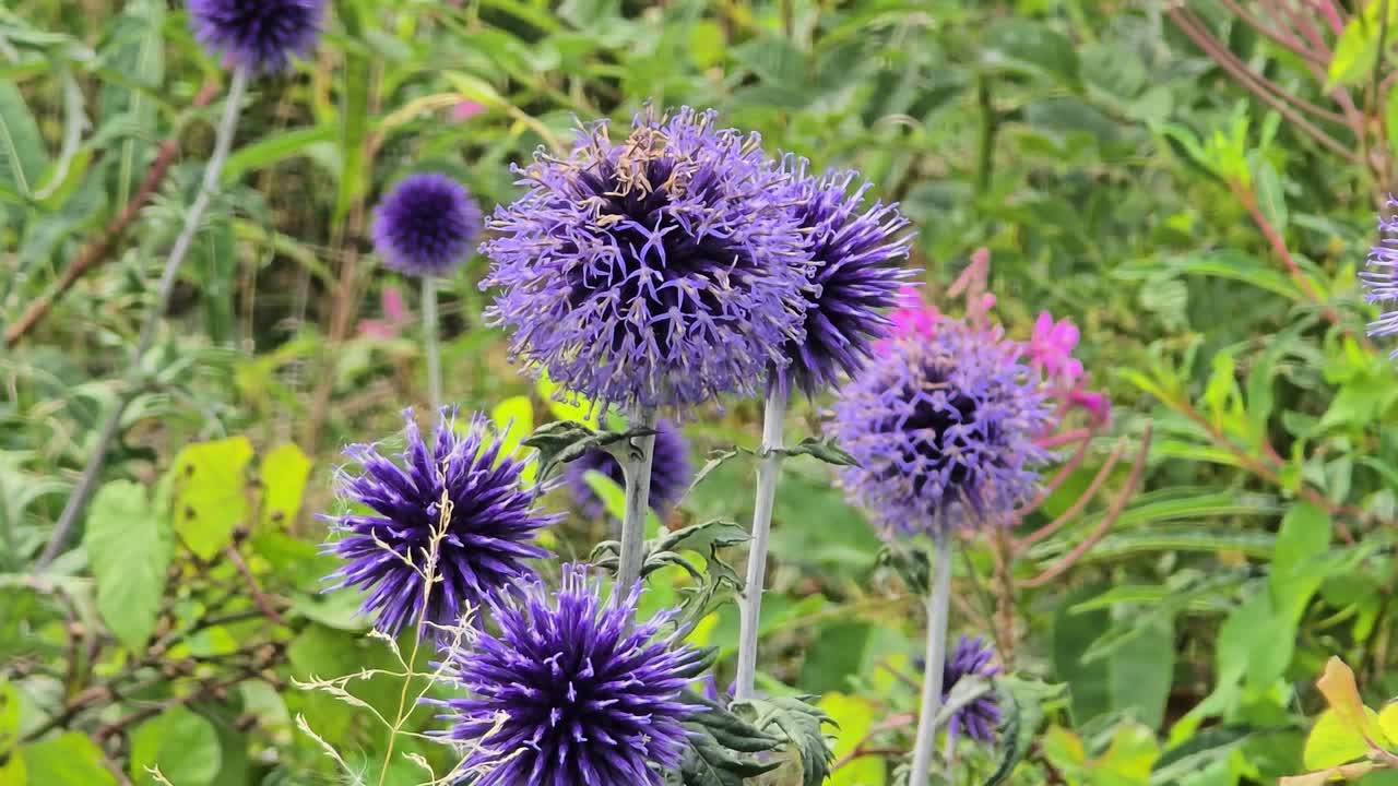 Close-up of purple Ruthenian globe thistle (Echinops ritro) moving gently in summer breeze