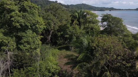 drone flight slowly flying over the green jungle of the costa rica shores near the pacific ocean