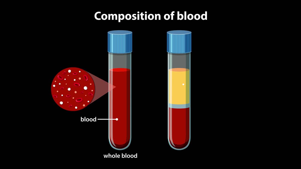 Animazione 2D educativa che illustra i componenti del sangue inclusi plasma, globuli bianchi e globuli rossi