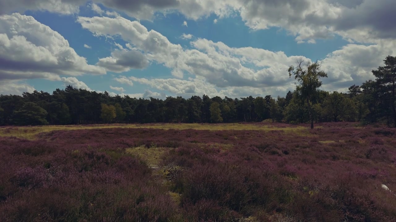 Vista statica di brughiera viola fiorita nel Parco Nazionale Utrechtse Heuvelrug, con alberi verdi sullo sfondo sotto un cielo estivo limpido e azzurro.
