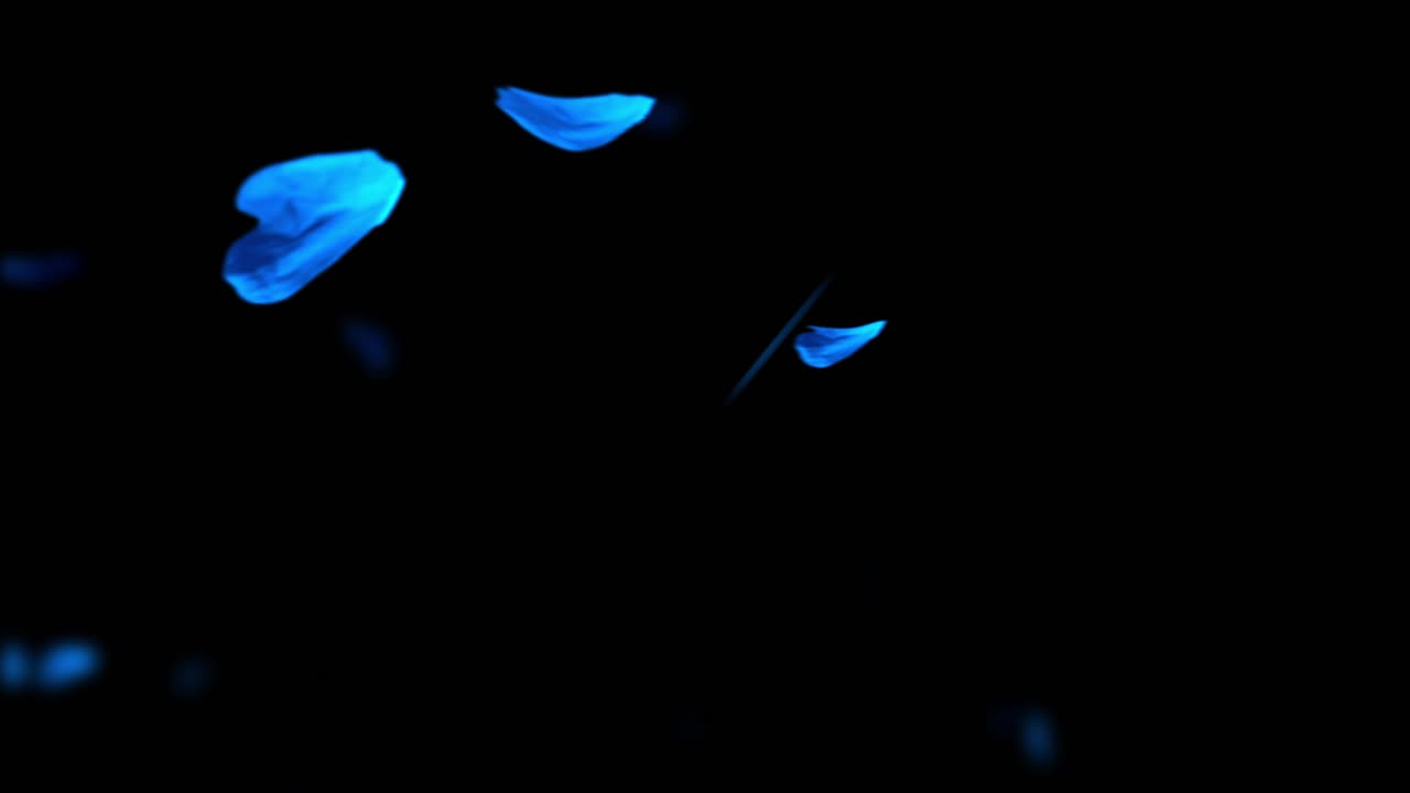 Blue flower petals fall and fly through frame on a black background. A seamless loop overlay for winter, romance, celebration, or magical themes