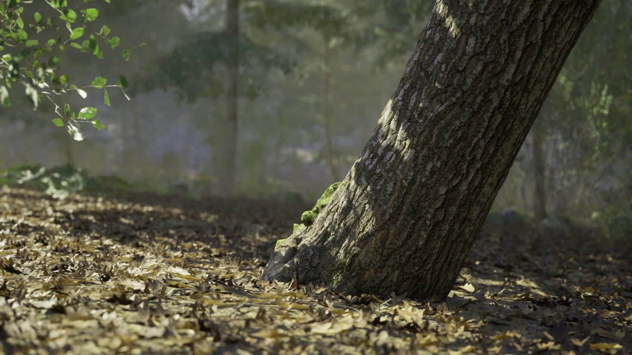Tree trunk leaning on forest floor surrounded by leaves in sunlight