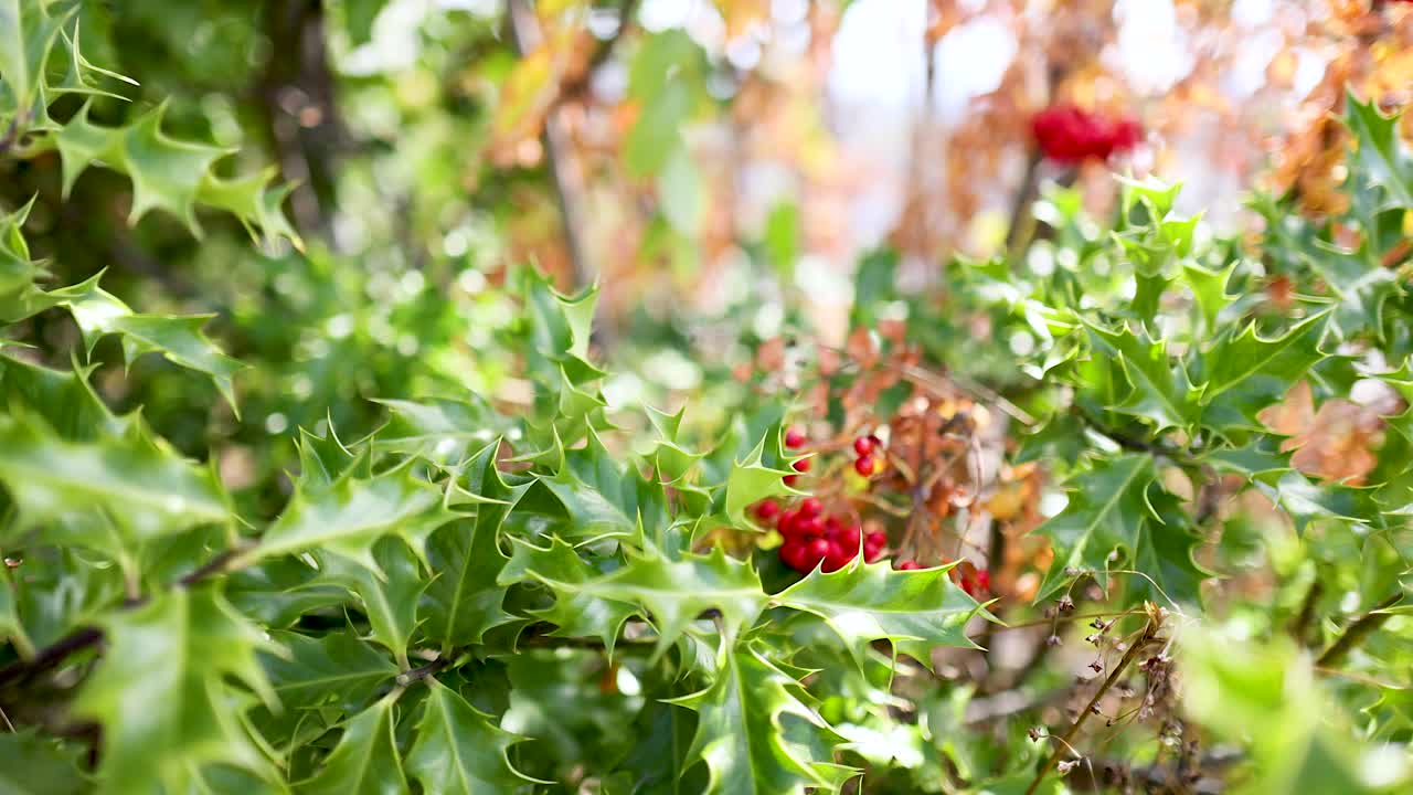 초록색 잎자루에 있는 은 열매의 클로즈업