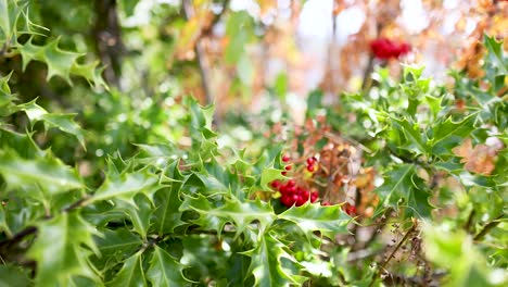 close-up of red berries in green foliage