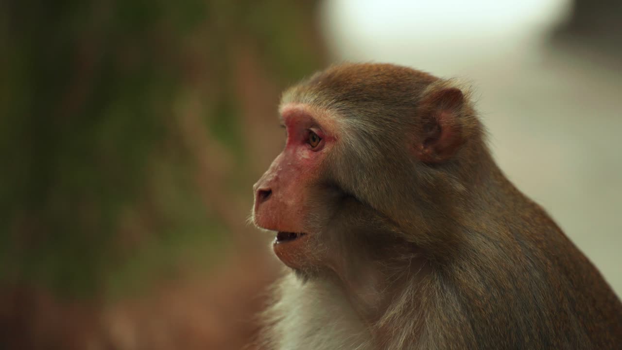 Close-Up of Wild Rhesus Macaque Eating and Holding Food in its Hands
