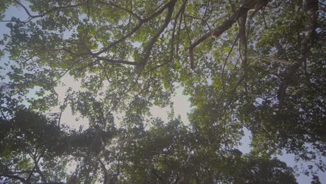 árbol-Grande-De-Abajo-Hacia-Arriba