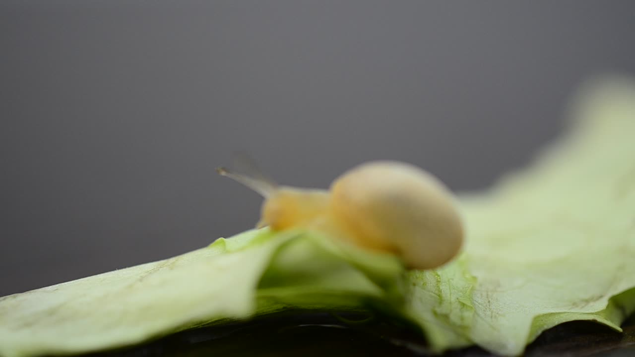 Lettuce leaves and snail. Little garden snail