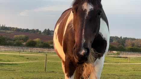 Up-close-shot-of-Horse-eating-grass-during-golden-hour-in-Rugby,-Warwickshire-in-United-Kingdom