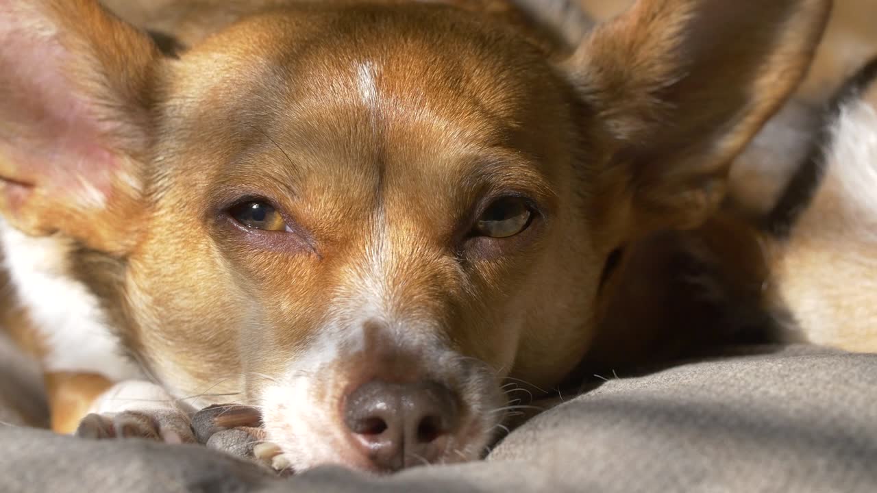 perro durmiendo a la luz del sol