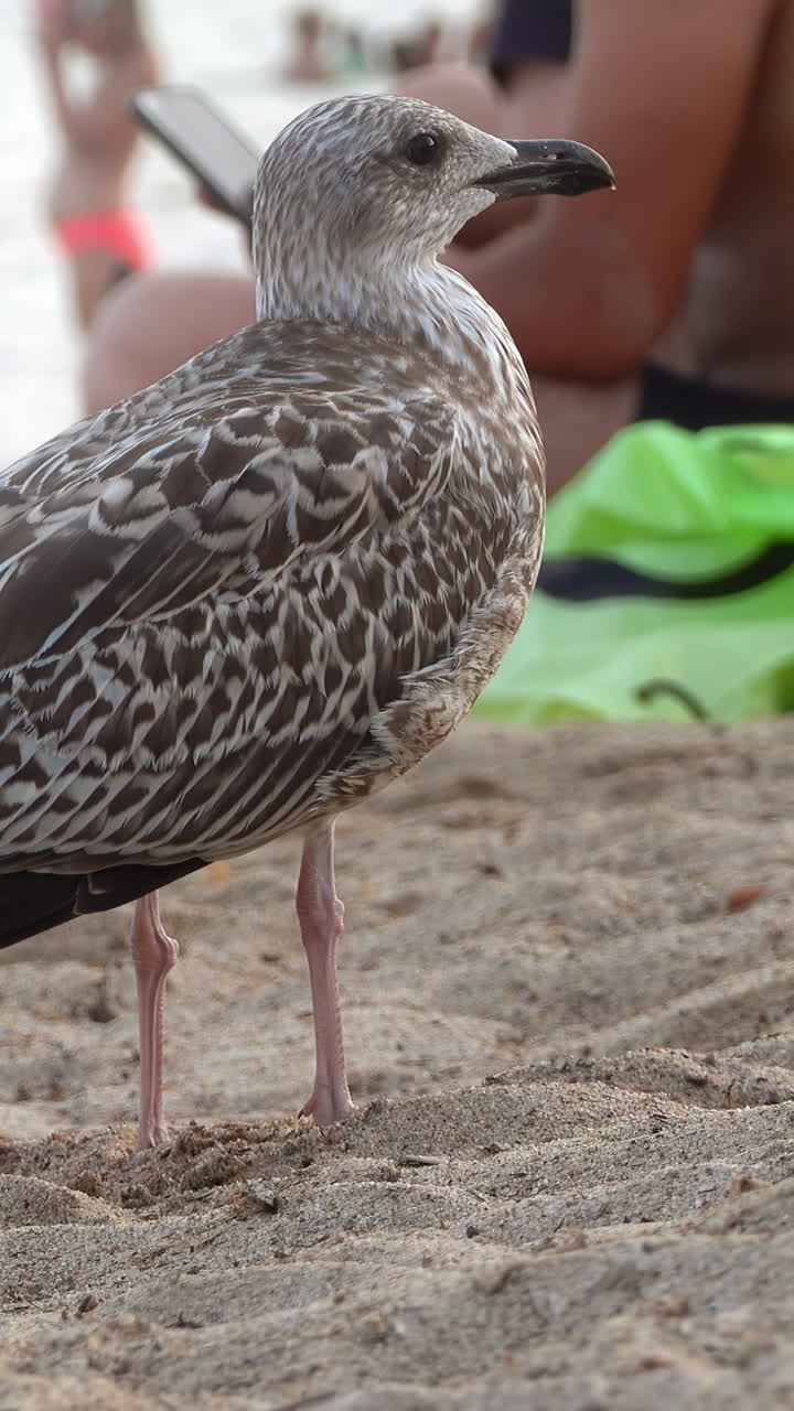A seagull looking around at the beach with people on the background. Vertical